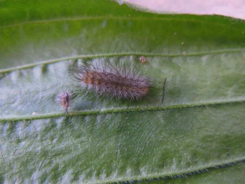 Bruchi di Diaphora mendica